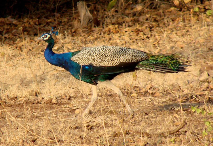 fiche oiseaux paon bleu animals facts bird indian peafowl