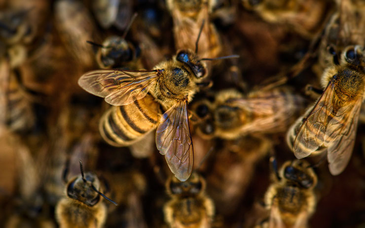 abeille insecte aux super pouvoirs extraordinaires