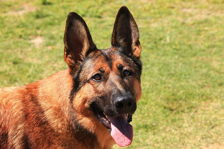 berger belge malinois fiche race liste chien origine caractere comportement sante poil