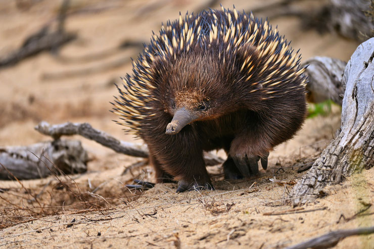 Ces fascinants mammifères qui pondent des œufs