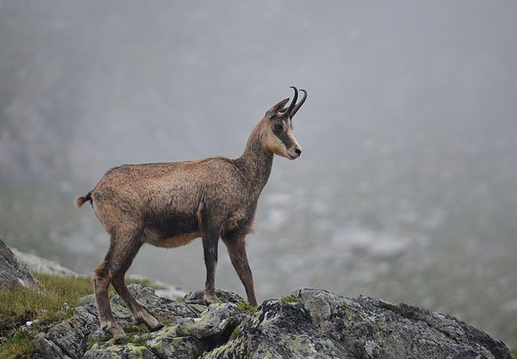 chamois fiche animaux des montagnes françaises bovides animal facts alpine chamois