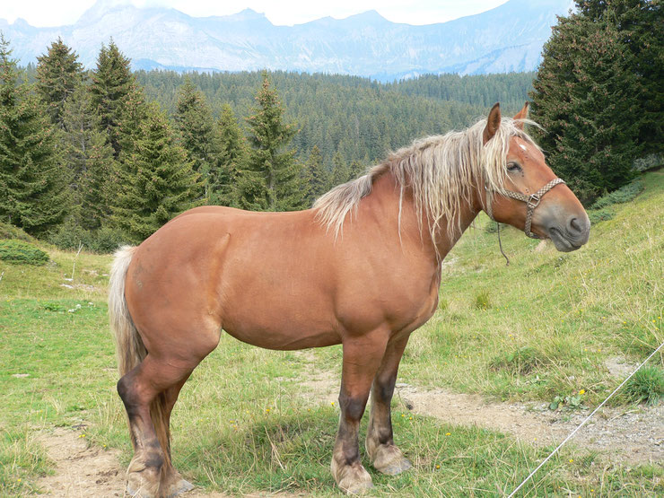 cheval comtois fiche chevaux origine caractere comportement 