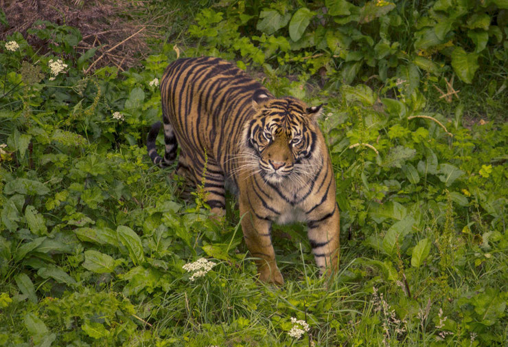 Tigre de sumatra huile de palme danger d'extinction especes menacees