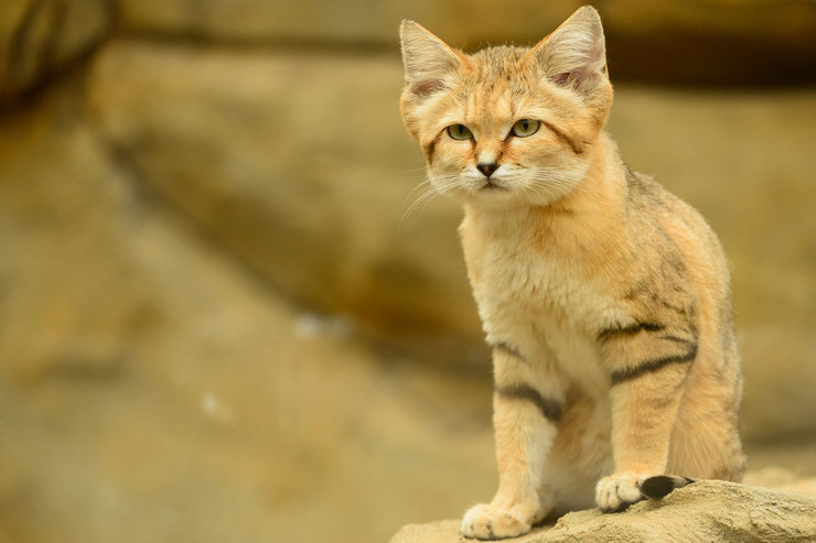 animaux a rayures chat des sables