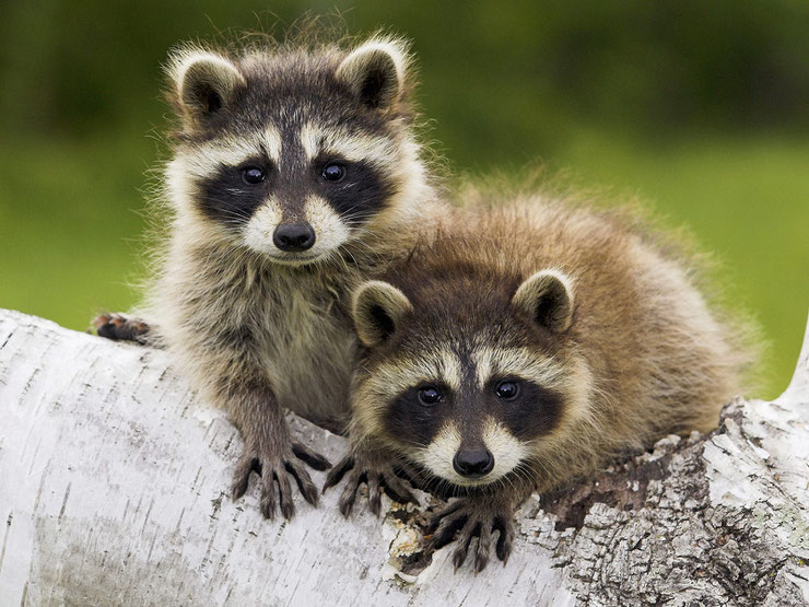 animaux du canada raton laveur