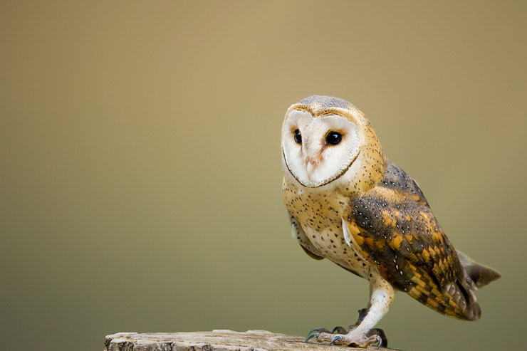 fiche oiseaux chouette effraie des clochers tyto alba animal facts bird western barn owl