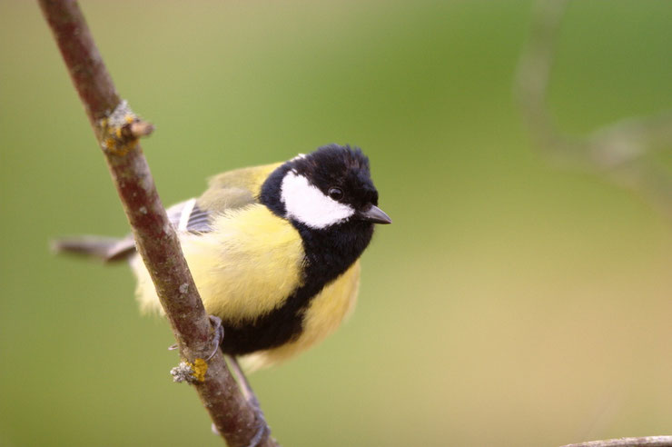 Mésange Charbonnière fiche oiseaux great tit