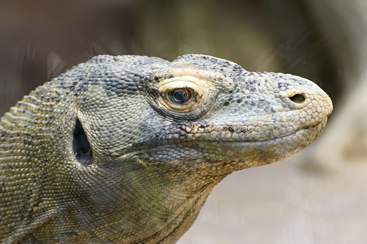 dragon de komodo fiche animaux reptile animal facts 