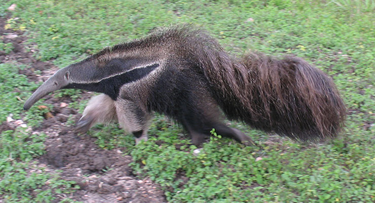 tamanoir fiche animaux