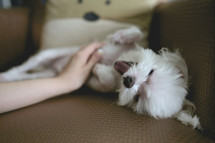 Quels sont les frais à prévoir avant d'adopter un chien ou un chat ?