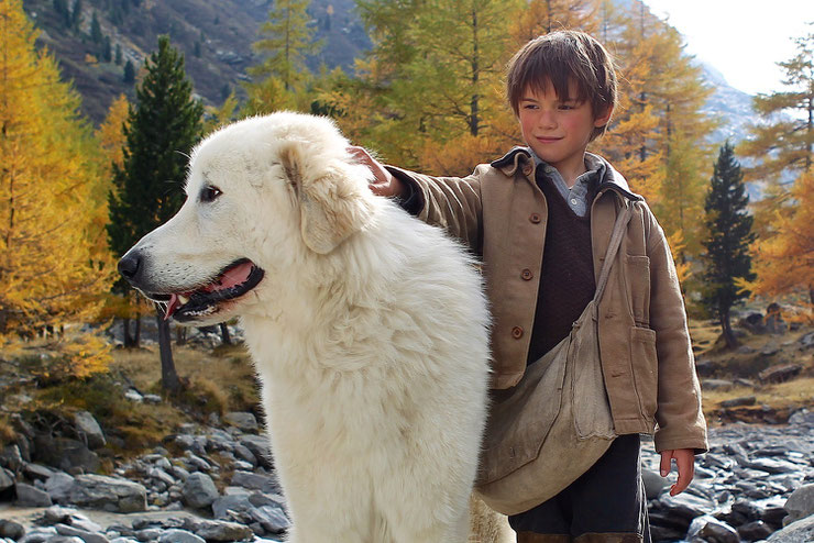 animaux celebres belle et sebastien