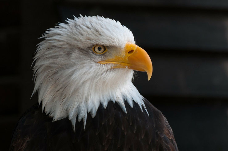 pygargue a tete blanche aigle americain