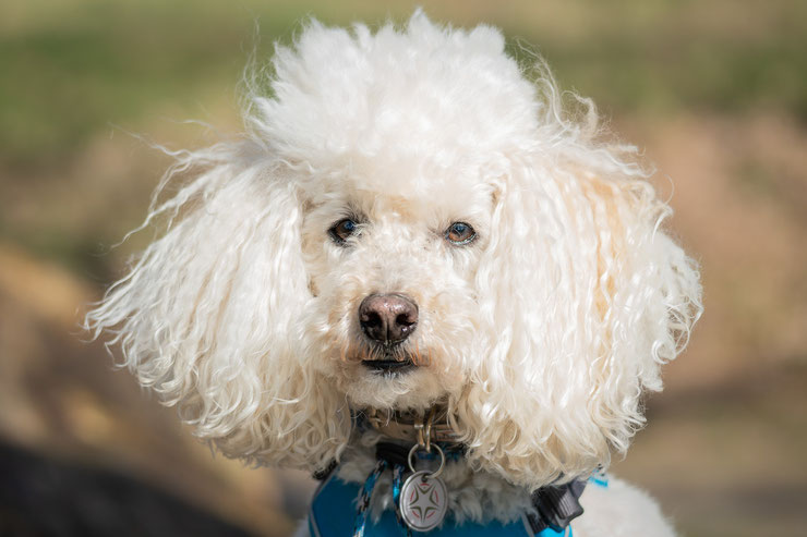 caniche blanc chien préferé des canadiens