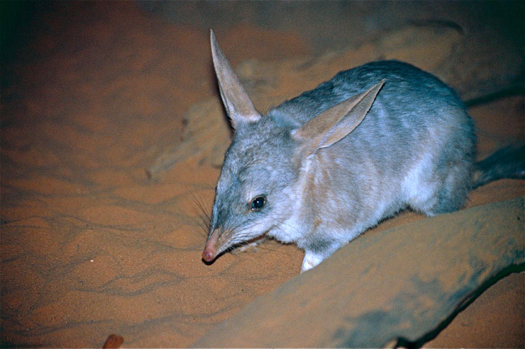 bilby bandicoot lapin liste des marsupiaux