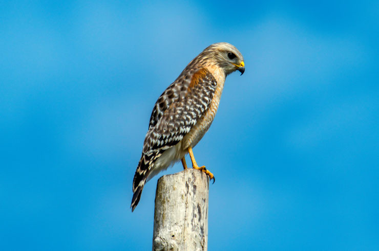 buse a epaulette fiche animaux oiseaux red shouldered hawk animal bird facts