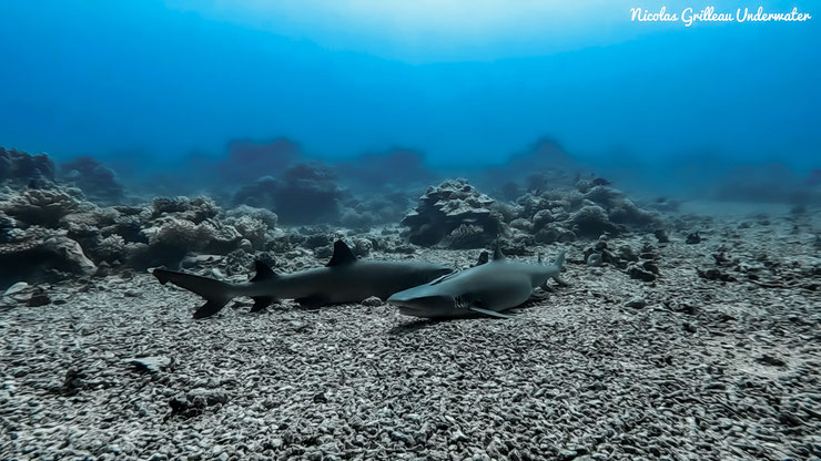 gros requins pointes blanches Carcharhinus albimarginatus silvertip shark taille poids habitat comportement