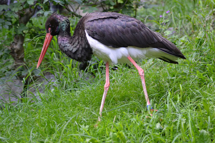 cigogne noir fiche oiseaux animaux