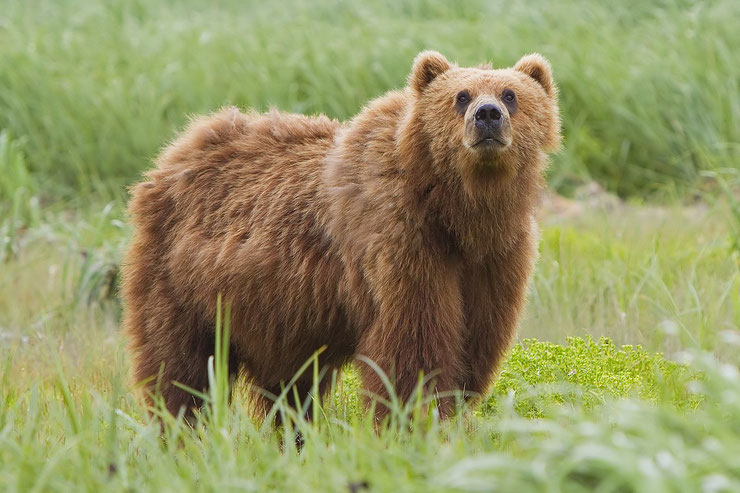 kodiak ours brun alaska fiche animaux animal facts kodiak bear