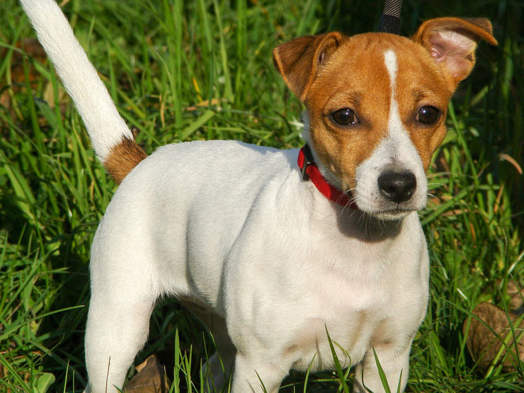 jack russell terrier fiche chien animaux caractere comportement origine poil couleur