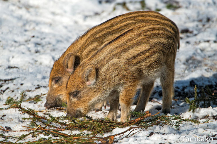 bebe sanglier marcassin animaux mignons cute baby animals eurasian wild boar