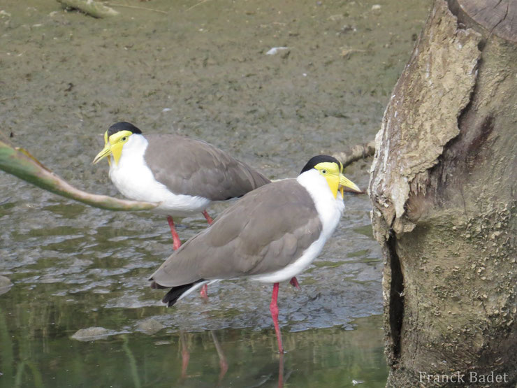 vanneau soldat fiche oiseau bird fact animal