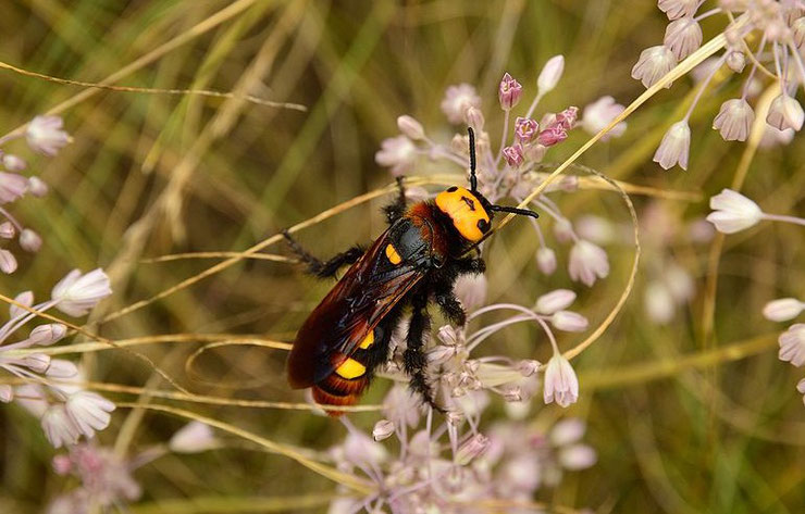 scolie des jardins fiche insecte animaux mammoth wasp facts insect