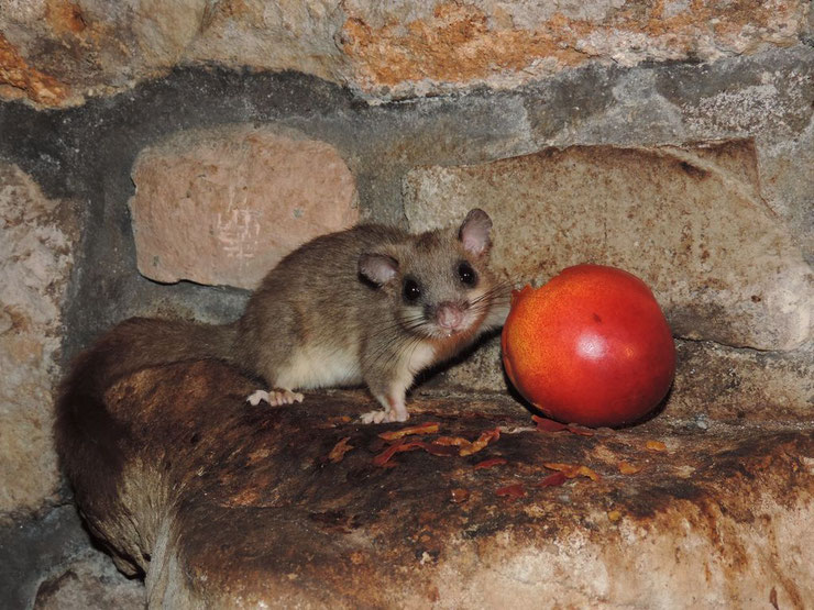 ces animaux qui hibernent le loir gris