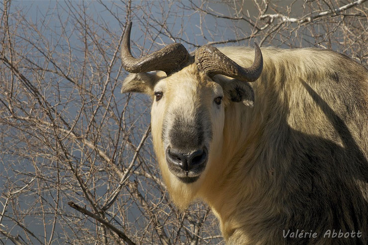 liste des animaux du tibet takin