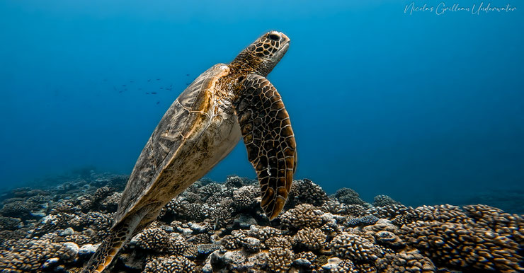 green sea turtle tahiti moorea