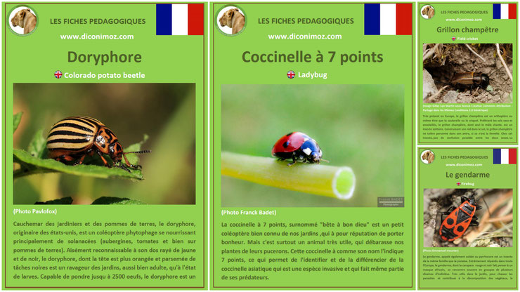 fiches animaux insectes pdf a telecharger et à imprimer pour l'ecole ou la maison  animals fact coccinelle doryphore grillon gendarme ladybug colorado potato beetle