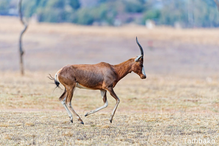 damalisque à front blanc en train de sauter antilope africaine