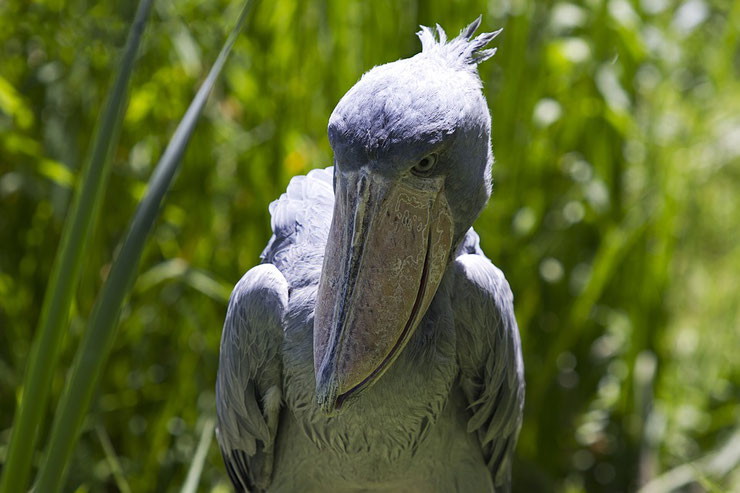 fiche animaux bec en sabot oiseaux afrique