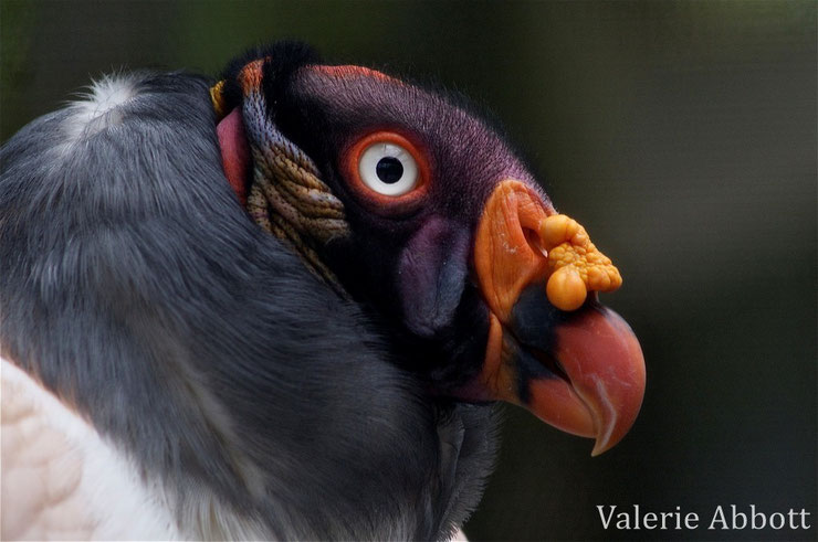 vautour pape fiche animaux oiseaux animal fact bird king vulture