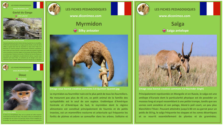 fiche animaux meconnus à telecharger et a imprimer pdf habitat taille poids reproduction alimentation : le myrmidon, le saïga, le gavial et le douc