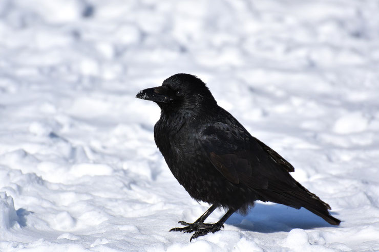 corbeau corneille dans la neige noir et blanc