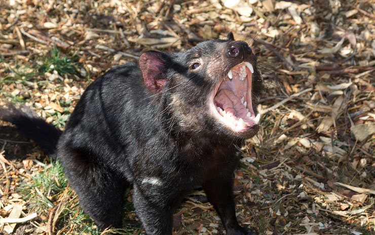 animaux noirs diable de tasmanie australie thematique