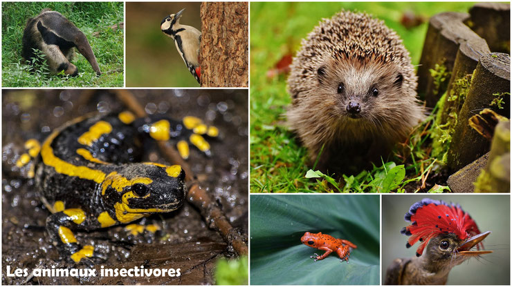 animaux insectivores