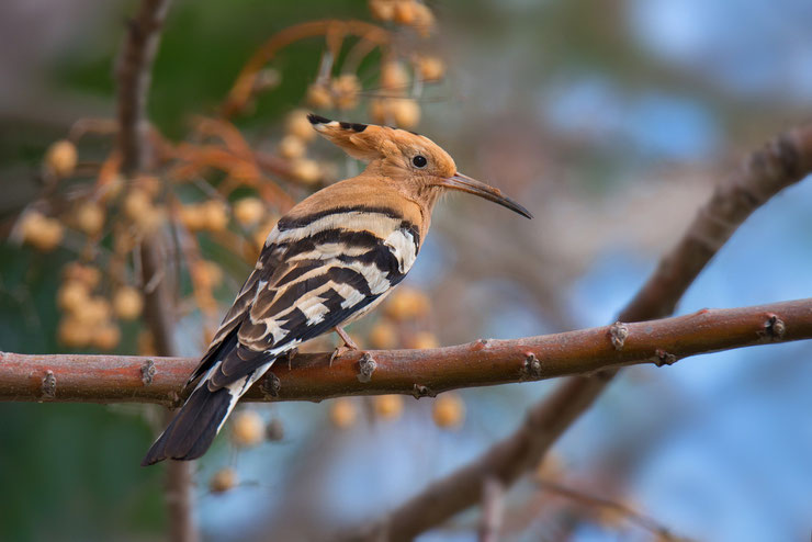 fiche oiseaux huppe fasciee upupa epops