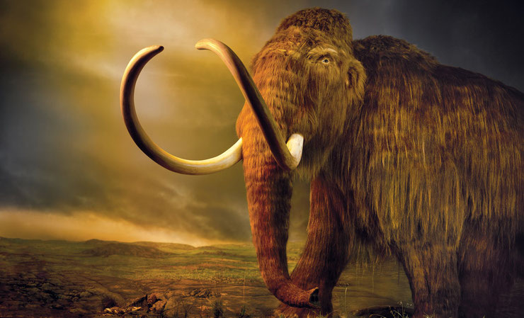 Mammouth animaux disparus fiche mammoth fact