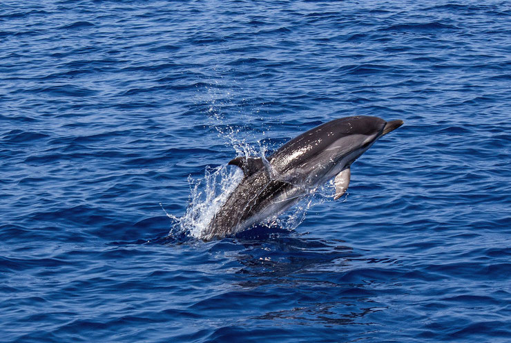 Le dauphin commun : un mammifère fascinant