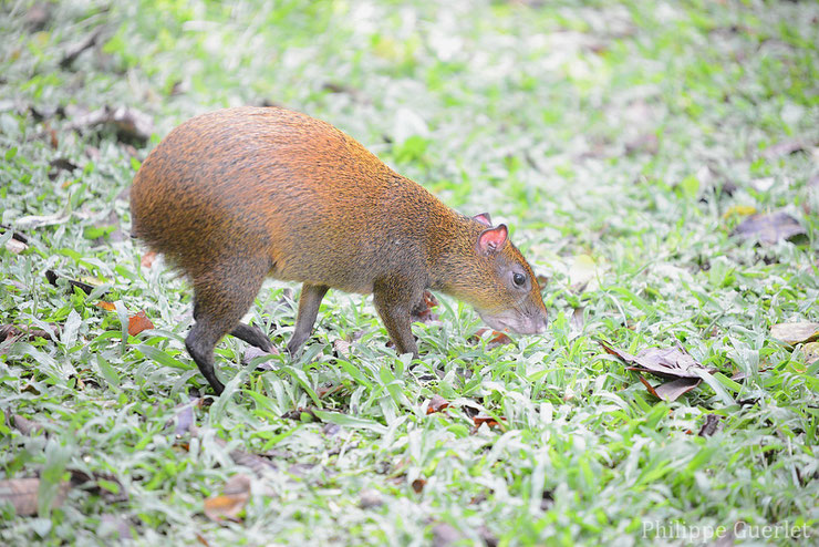 agouti ponctué fiche animaux rongeur amerique du sud