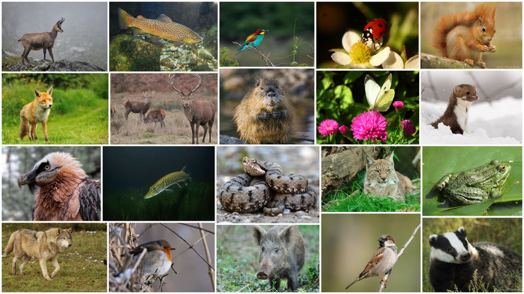 les animaux sauvages de France