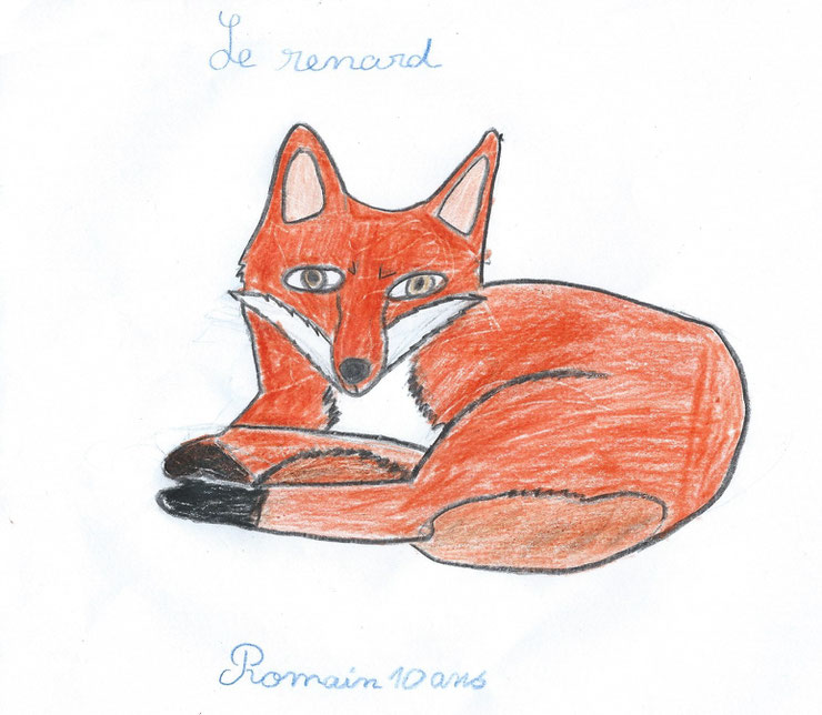 renard dessin romain