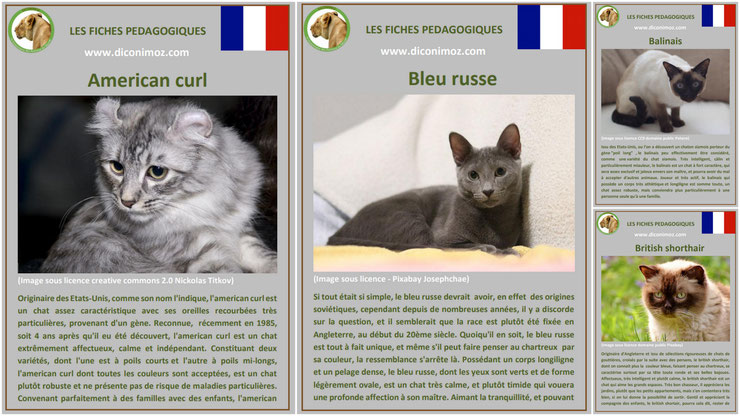 fiche animaux animal de compagnie  chat à telecharger et a imprimer pdf comportement origine caractere american curl bleu russe balinais british shorthair