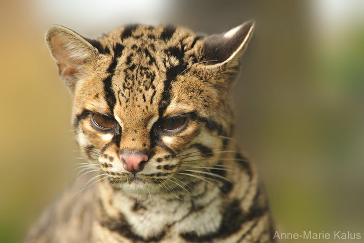 liste des animaux d'amazonie margay