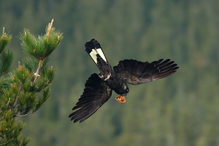 cacatoes funebre australie Calyptorhynchus funereus