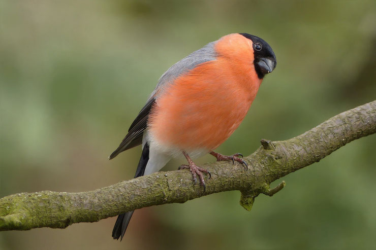 fiche oiseau bouvreuil taille poids habitat repartition comportement alimentation Pyrrhula pyrrhula