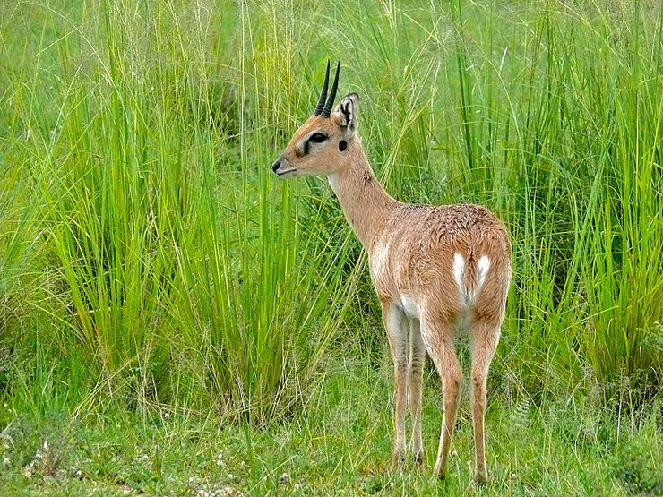 ourebi fiche animaux sauvages d'afrique antilope bovides habitat repartition poids taille longevite