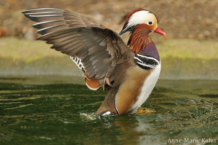 Fiche canard mandarin oiseaux animaux