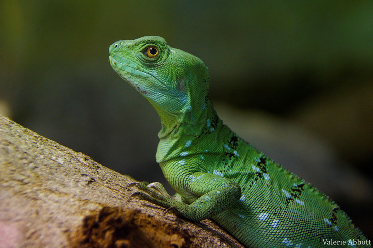 basilic vert fiche animaux reptile lezart jesus animal fact plumed basilisc